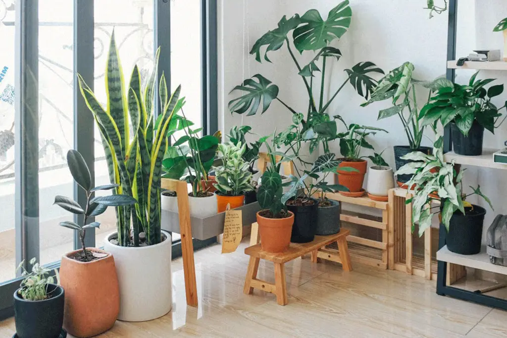 water your Indoor Plants when you leg injury