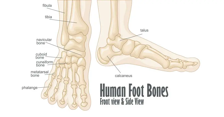 worldcrutches-Foot-Bones
